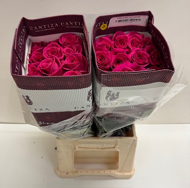 Rosa ec pink floyd CT.jpg